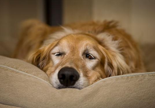 dog-friendly.jpeg